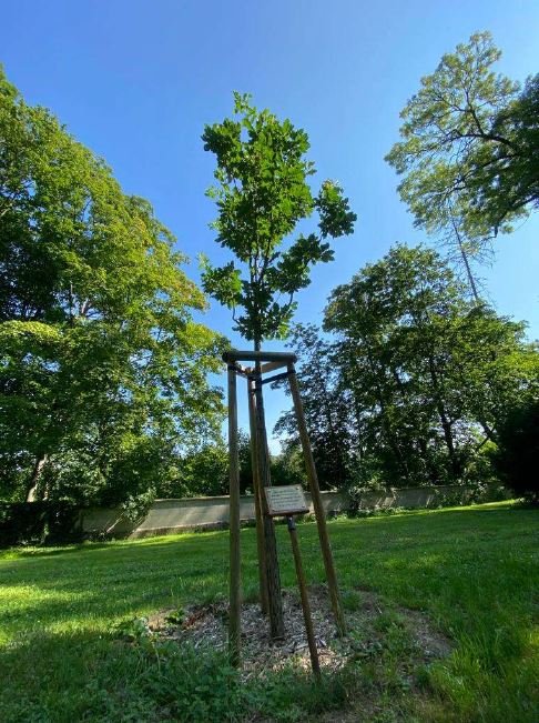 [Translate to English:] Baum von Erzherzog Georg gepflanzt